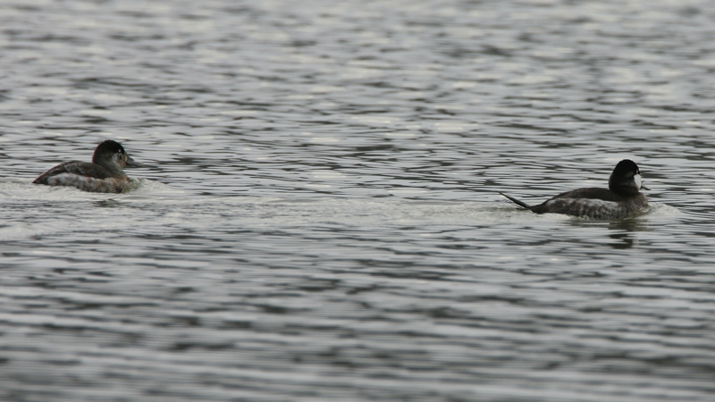 Full Size Image = 1599 K