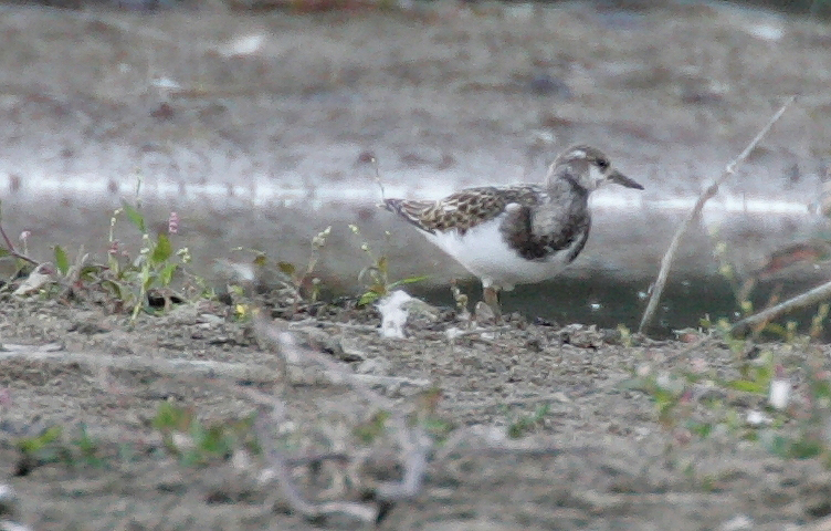 Ruddy Turnstone
