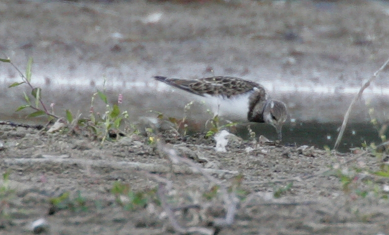 Probing Ruddy Turnstone