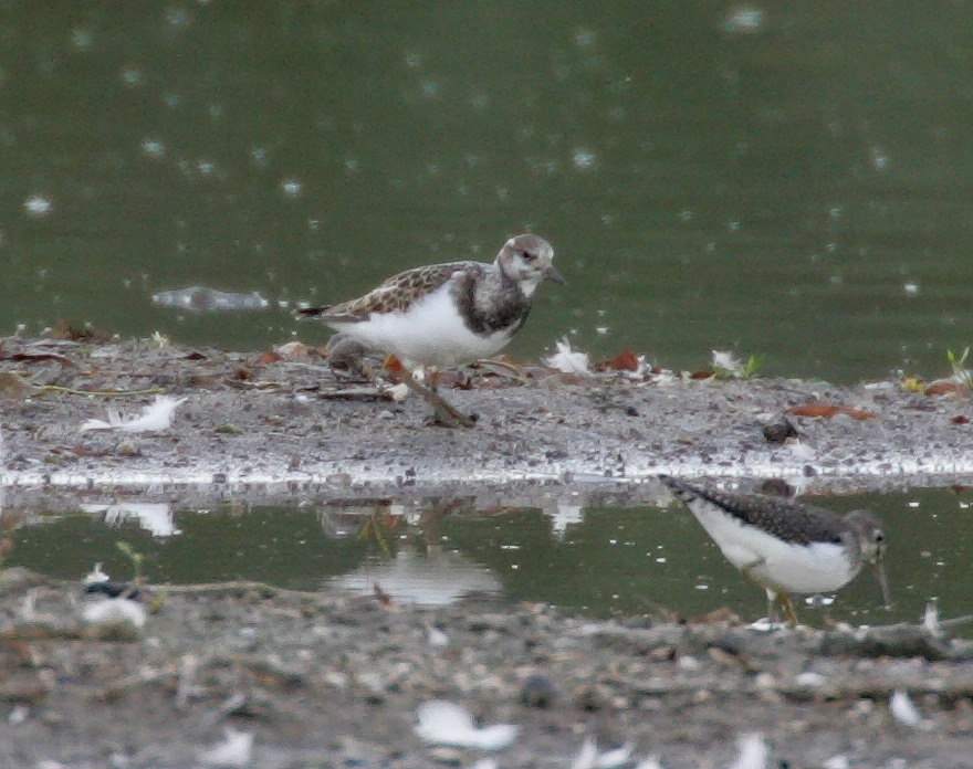 Sandpiper and Ruddy Turnstone