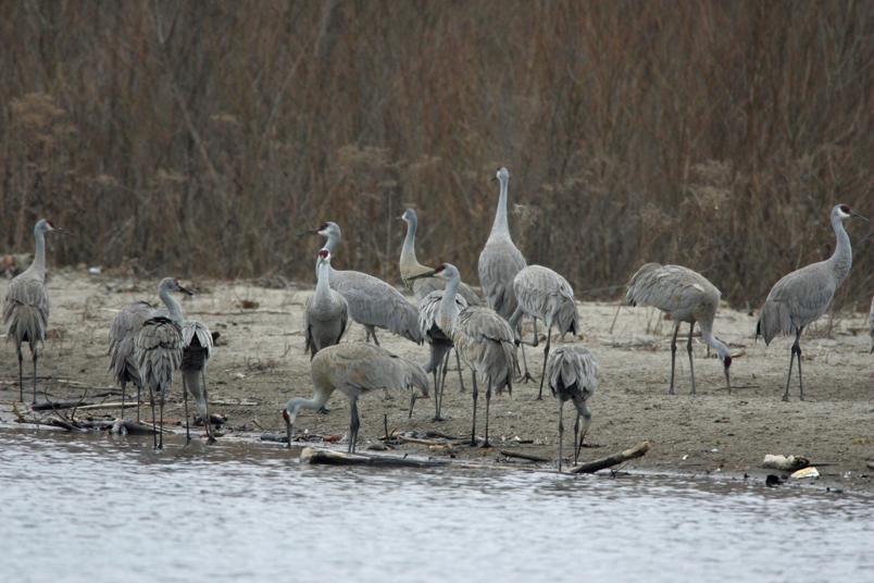 Full Size Image = 4958 K