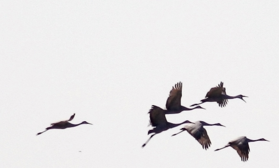 Hollering Sandhill Cranes