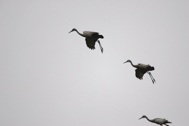 Full Size Image = 4408 K