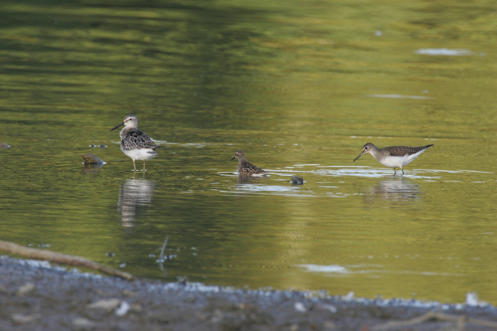 Full Size Image = 877 K