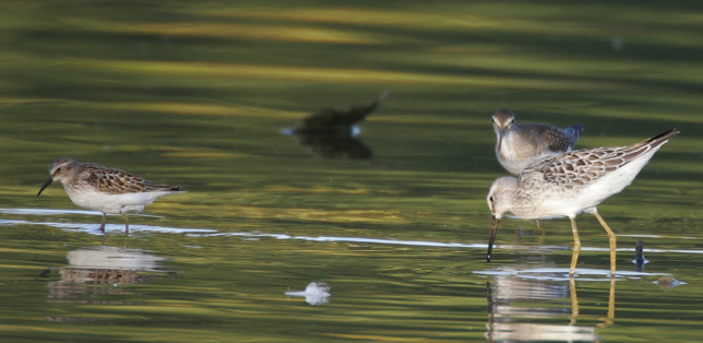 Full Size Image = 1247 K