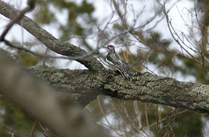 Full Size Image = 922 K