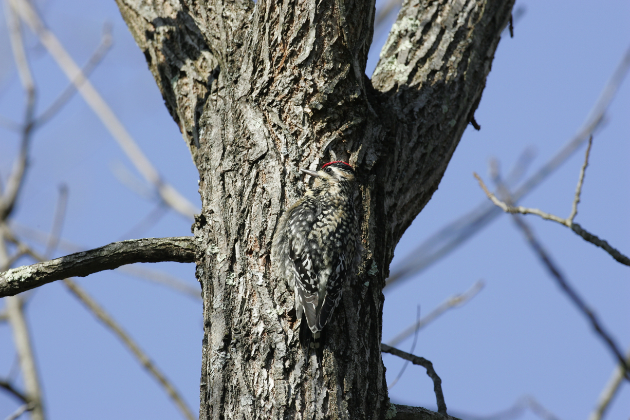 Full Size Image = 6270 K