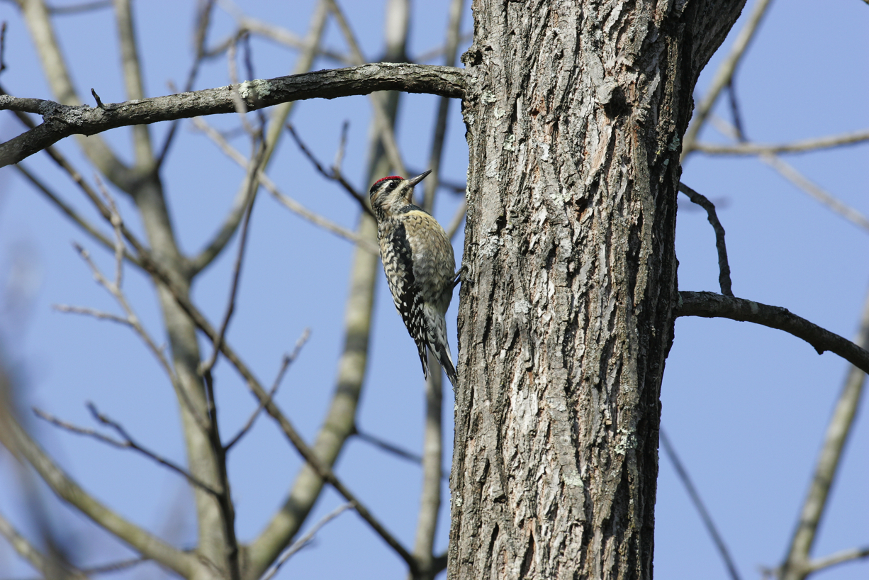 Full Size Image = 6411 K