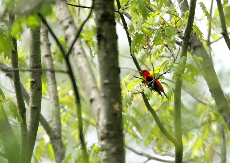 Full Size Image = 2732 K