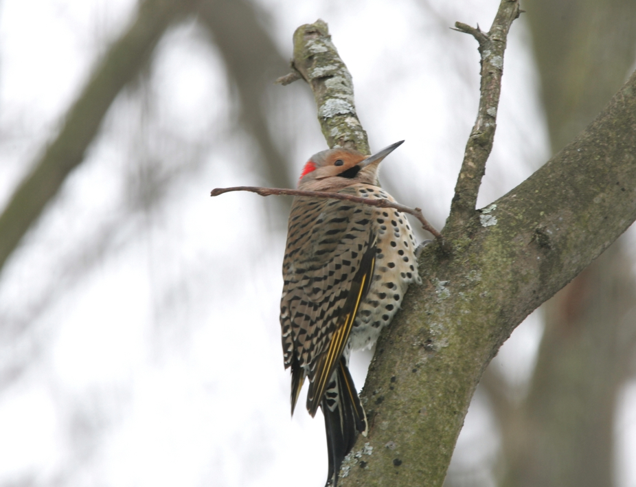 Full Size Image = 1402 K