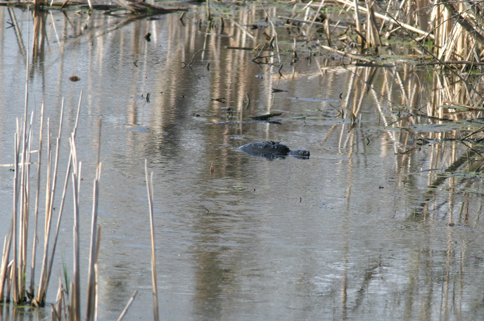 Full Size Image = 1364 K