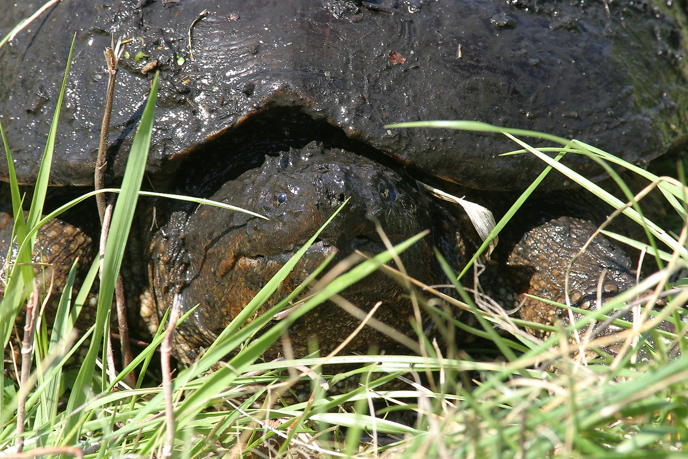 Full Size Image = 1529 K