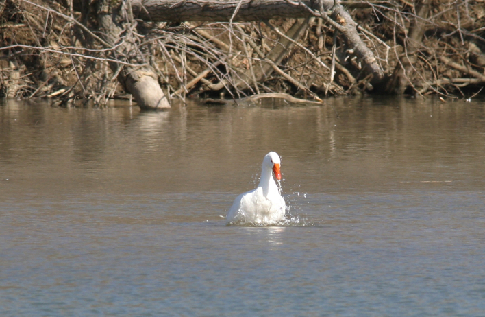 Full Size Image = 1123 K