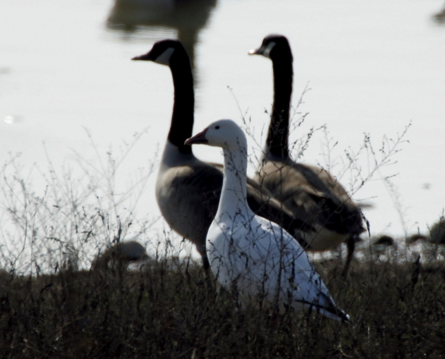 Full Size Image = 894 K