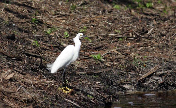 Full Size Image = 1921 K