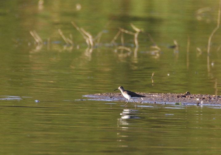 Full Size Image = 1850 K