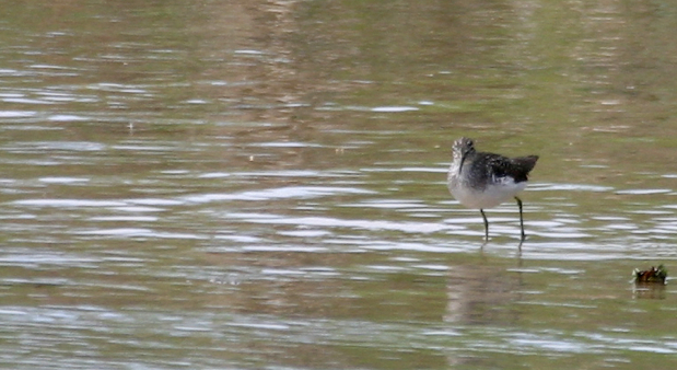 Full Size Image = 266 K