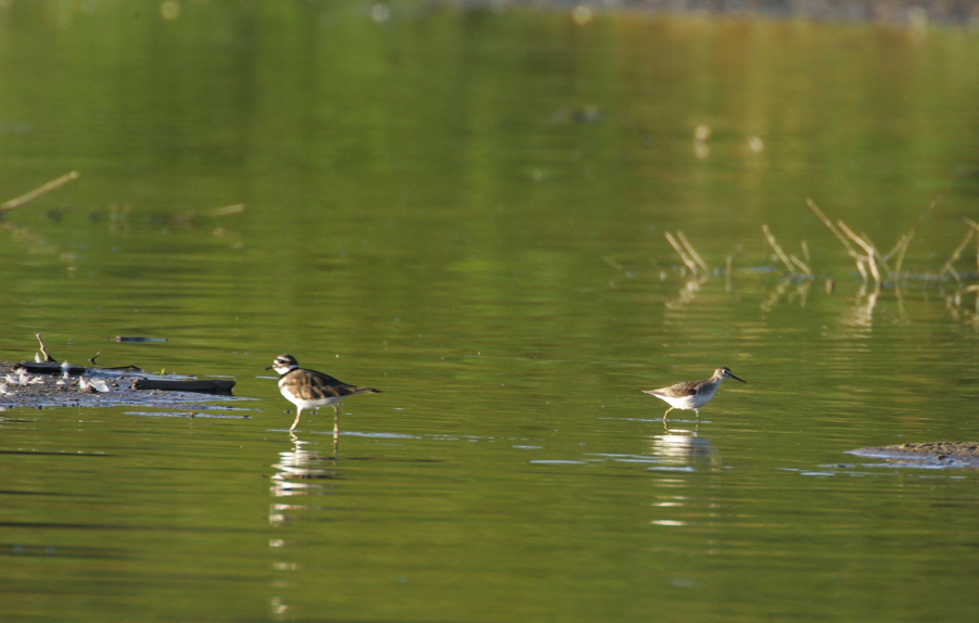 Full Size Image = 2624 K