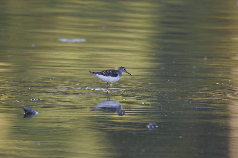 Full Size Image = 1495 K