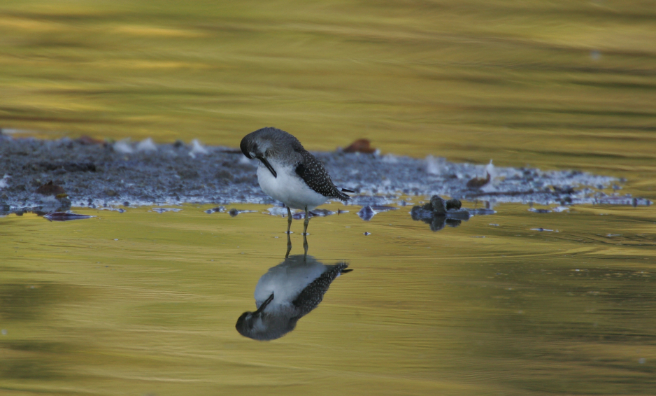 Full Size Image = 2862 K