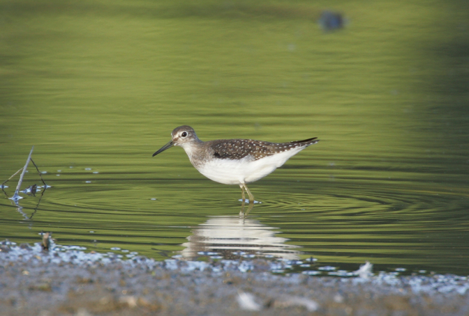 Full Size Image = 1724 K