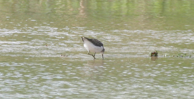 Full Size Image = 287 K