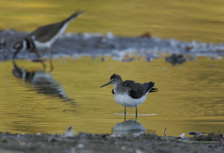 Full Size Image = 2742 K