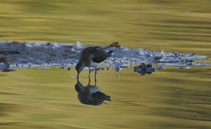 Full Size Image = 2286 K