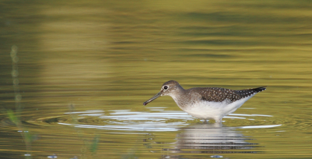 Full Size Image = 1184 K