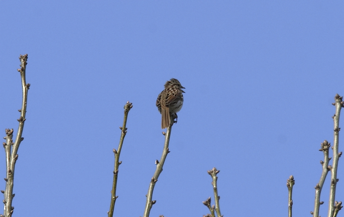 Full Size Image = 629 K