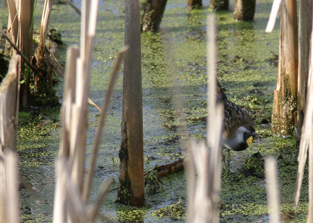 Full Size Image = 1069 K