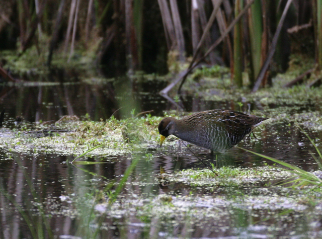 Full Size Image = 1580 K