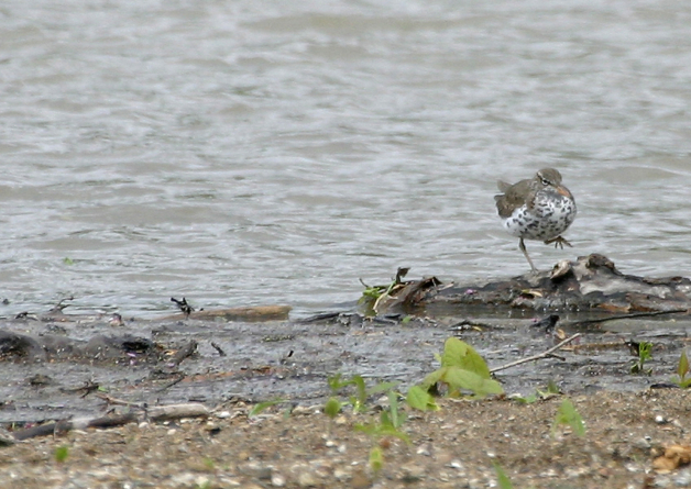 Full Size Image = 435 K