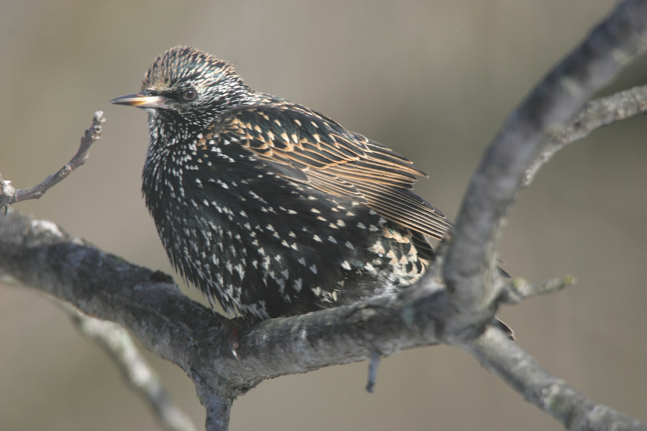 Full Size Image = 3684 K