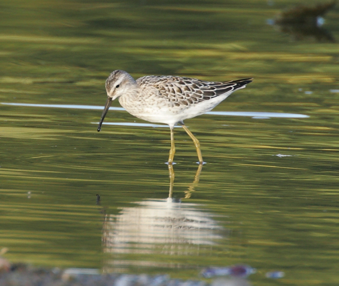 Full Size Image = 905 K