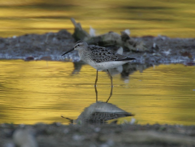 Full Size Image = 1838 K