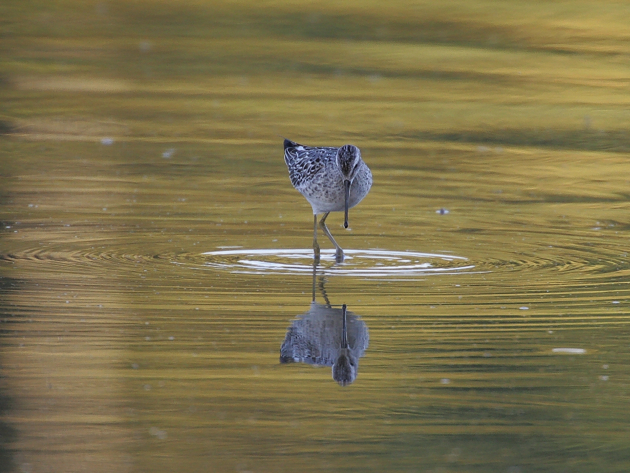 Full Size Image = 720 K