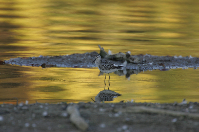 Full Size Image = 857 K