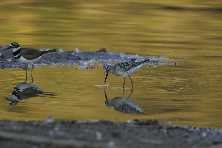 Full Size Image = 1581 K