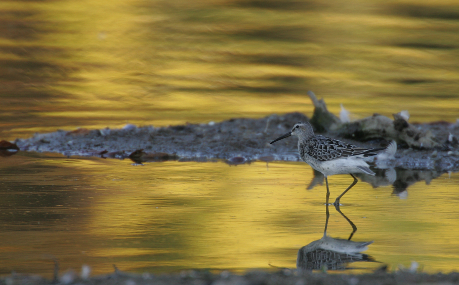 Full Size Image = 2842 K