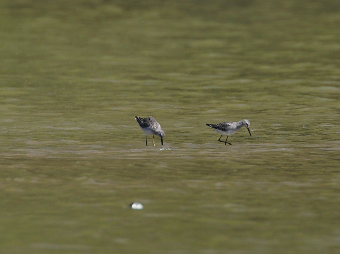 Full Size Image = 934 K