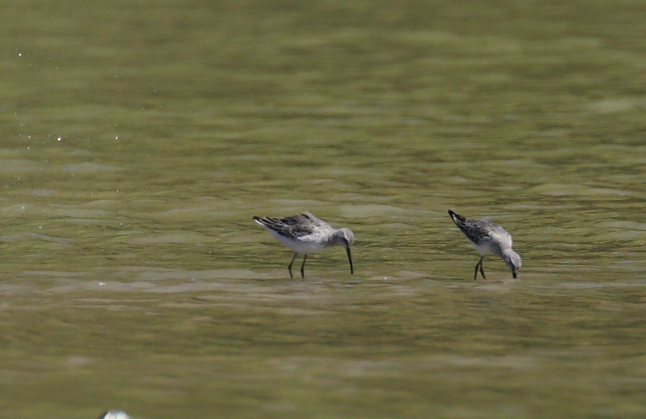 Full Size Image = 606 K