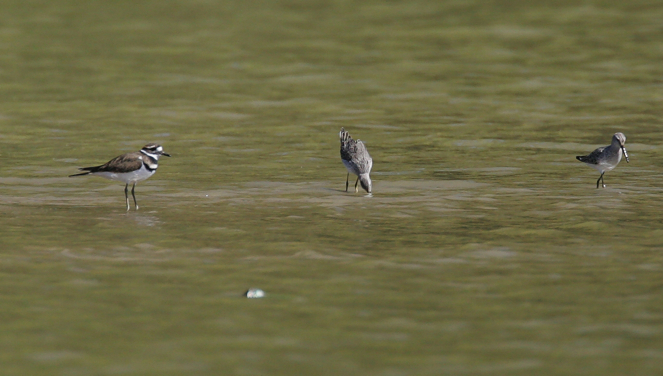 Full Size Image = 807 K