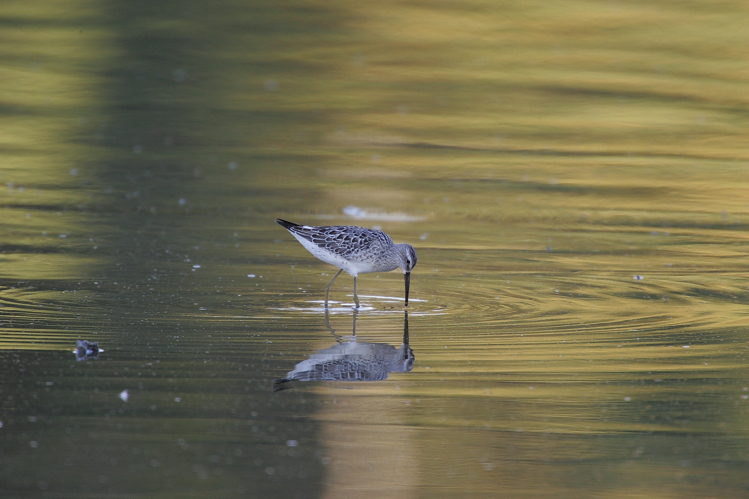 Full Size Image = 1553 K