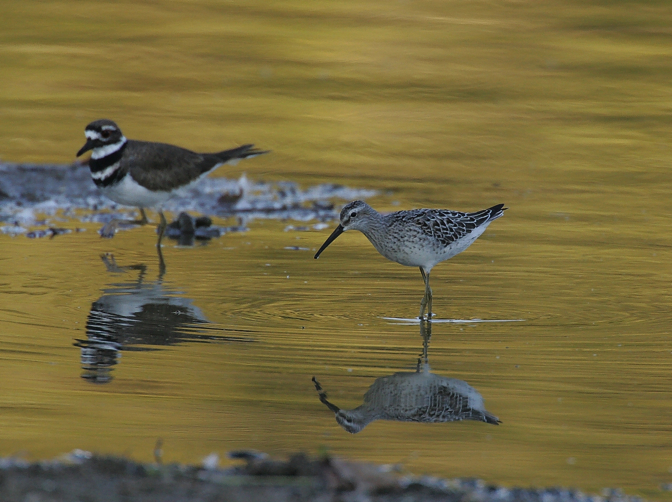 Full Size Image = 930 K