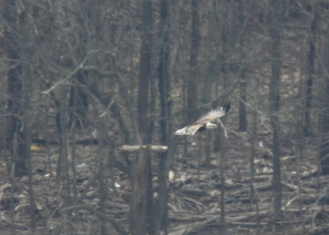 Full Size Image = 642 K