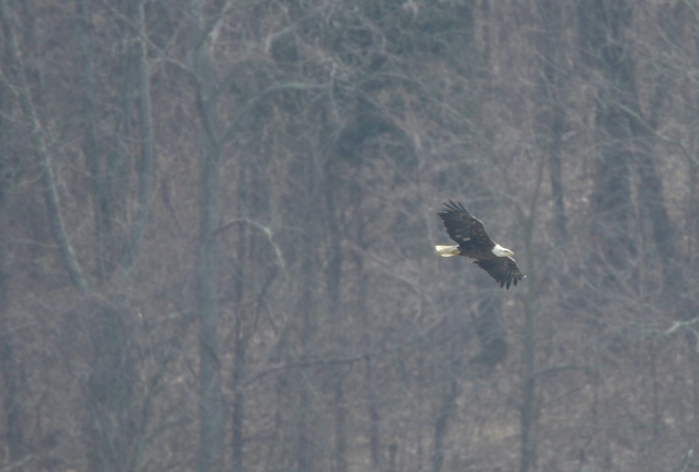 Full Size Image = 843 K