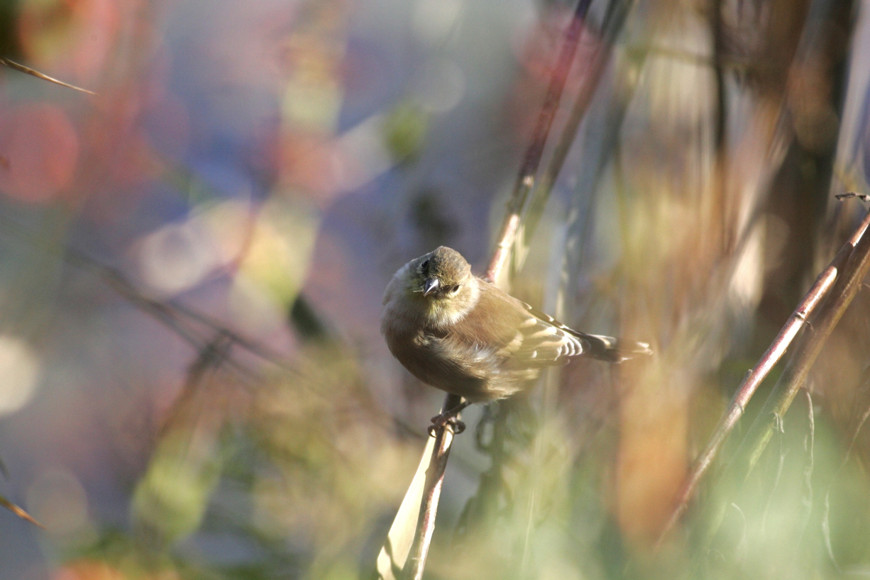 Full Size Image = 4234 K