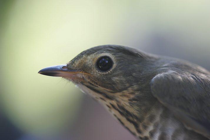 Full Size Image = 12664 K