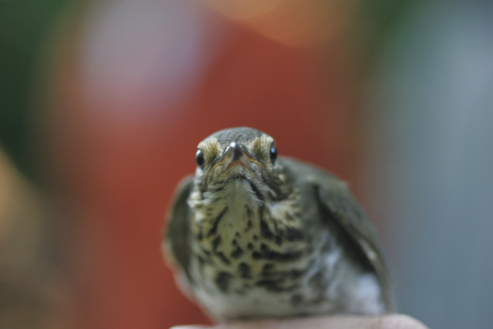 Full Size Image = 12663 K